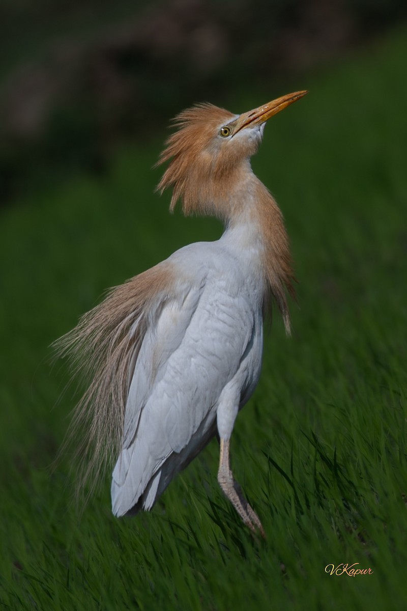 Western/Eastern Cattle Egret - ML620324055