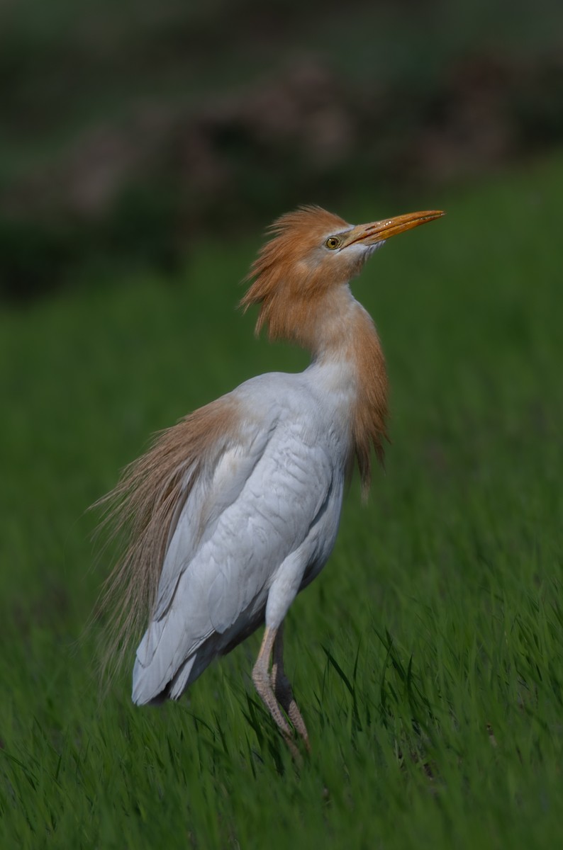 Western/Eastern Cattle Egret - ML620324056