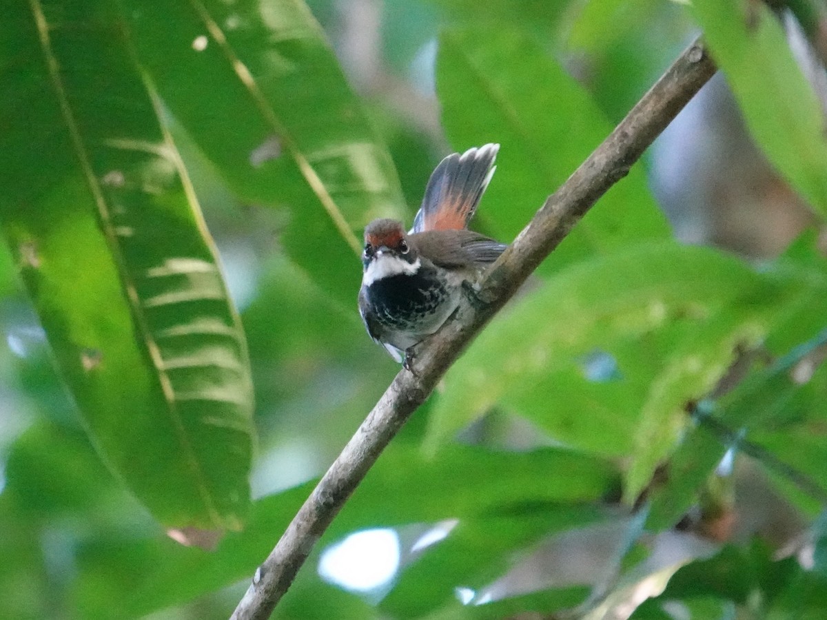 Louisiade Fantail - Steve Kornfeld