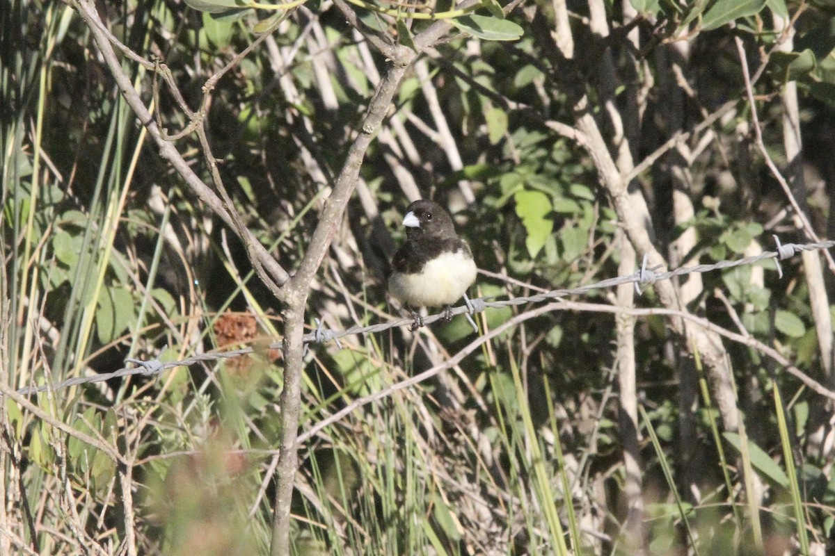 Yellow-bellied Seedeater - ML620324080