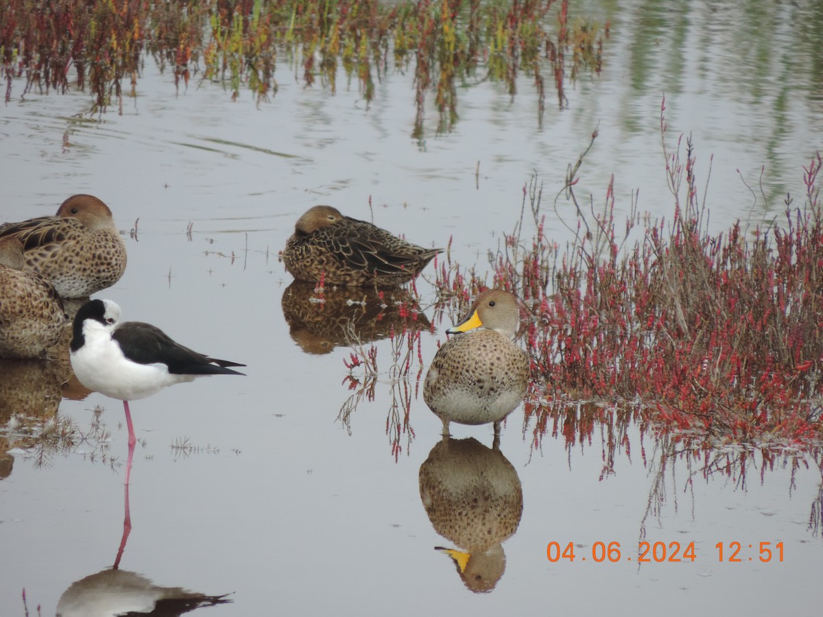 Yellow-billed Pintail - ML620324081