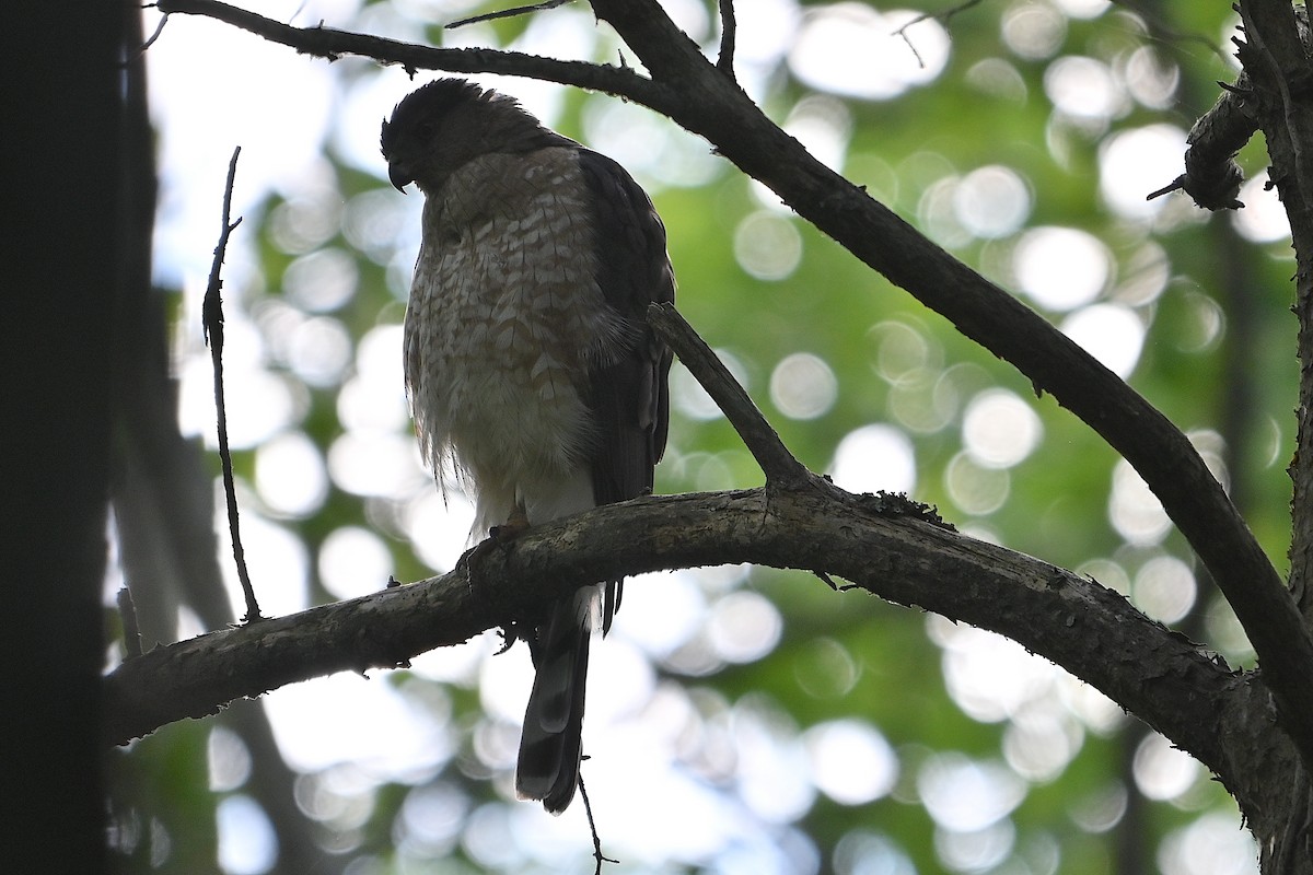 Cooper's Hawk - ML620324083