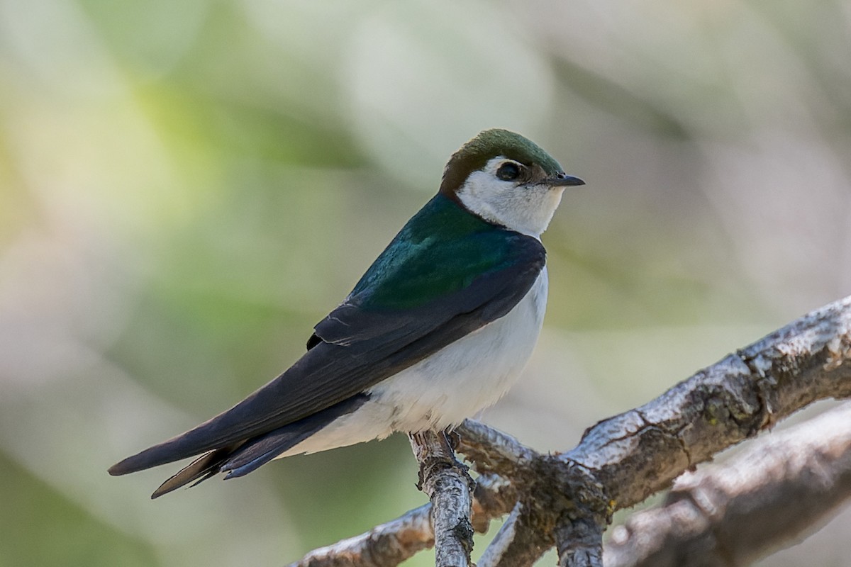 Violet-green Swallow - ML620324091
