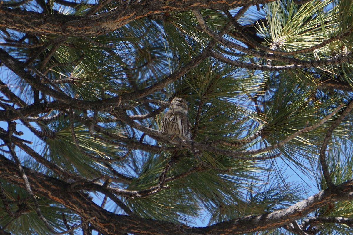 Northern Pygmy-Owl - ML620324105