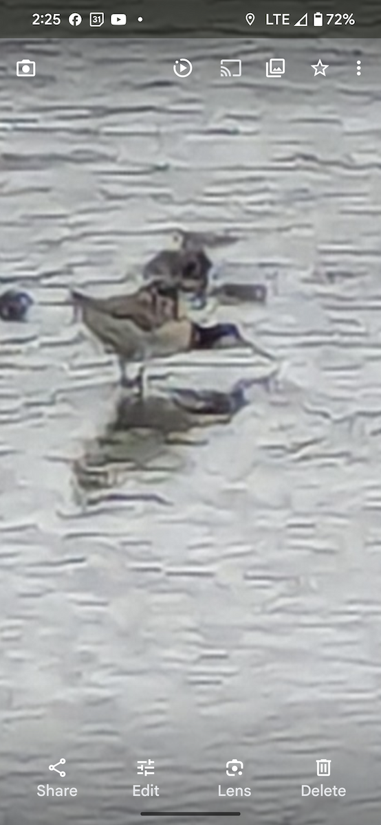 Wilson's Phalarope - ML620324118