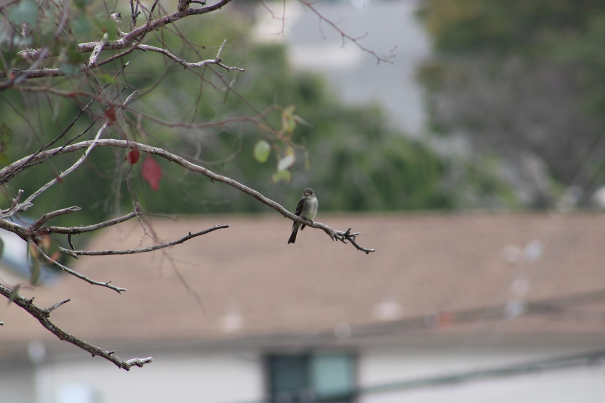 Eastern Wood-Pewee - ML620324126