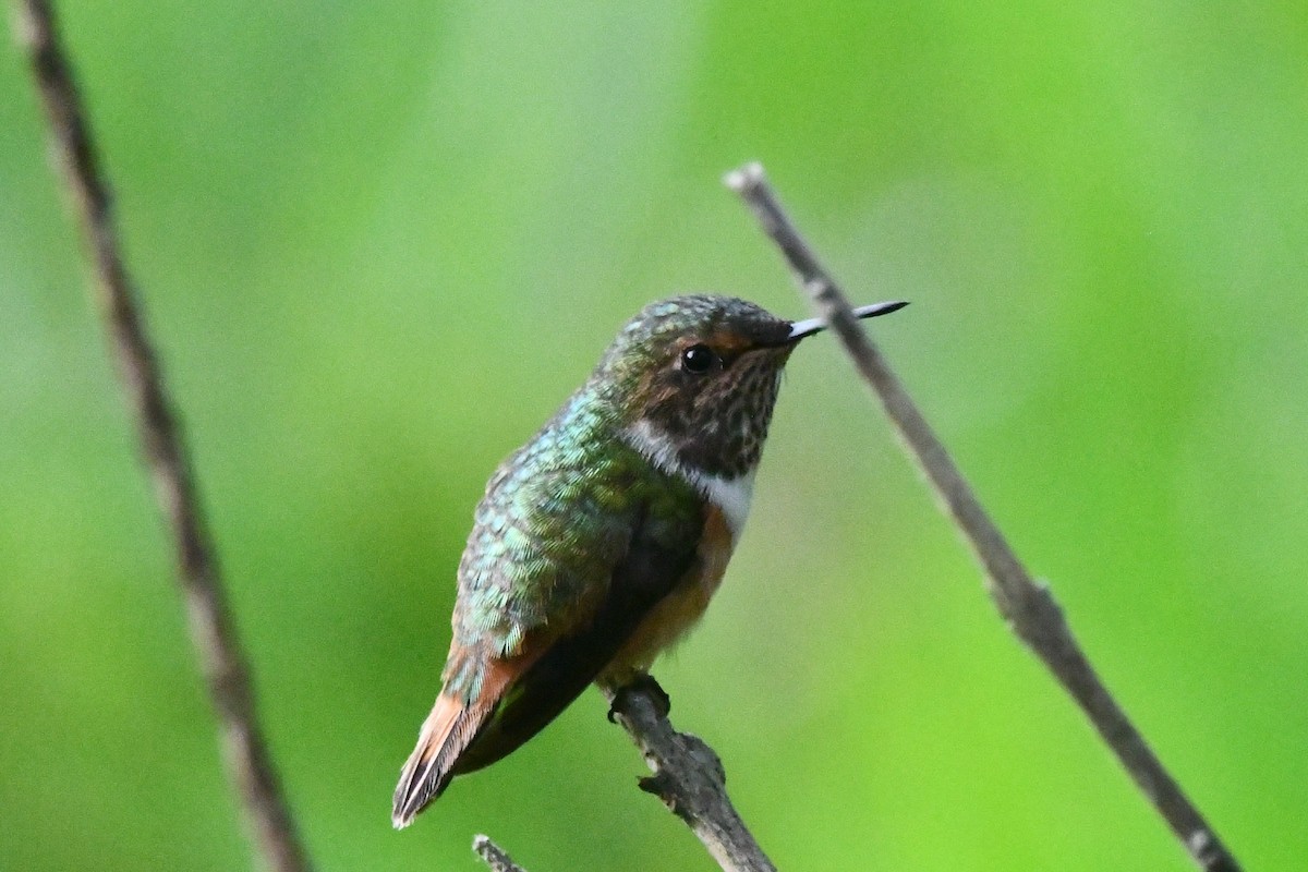 Scintillant Hummingbird - Jessy Lopez Herra