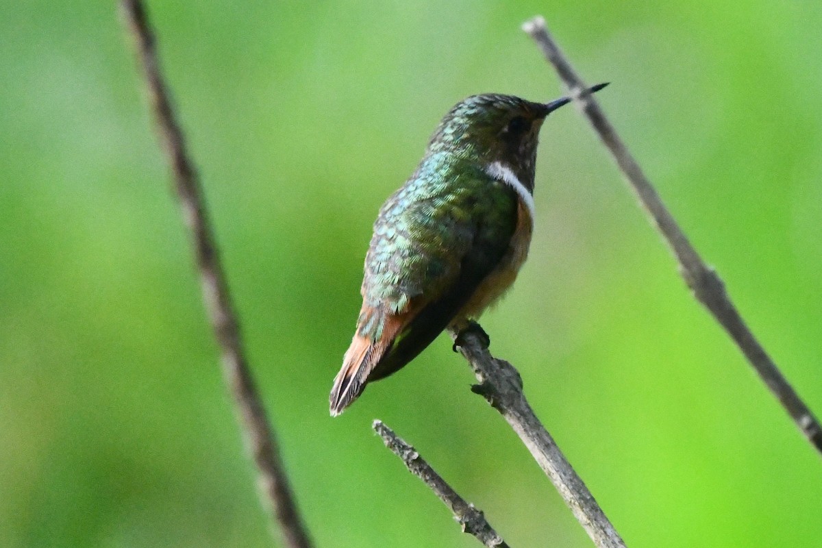 Scintillant Hummingbird - ML620324133