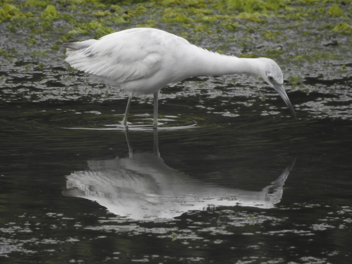 Little Blue Heron - ML620324156