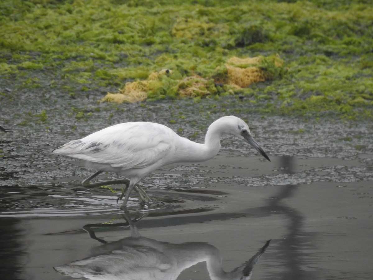 Little Blue Heron - ML620324157