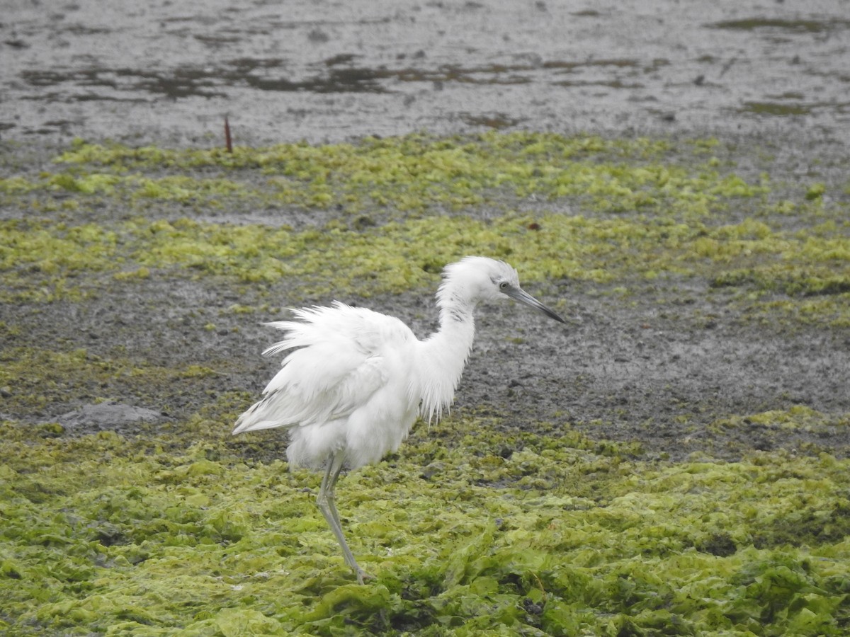 Little Blue Heron - ML620324158