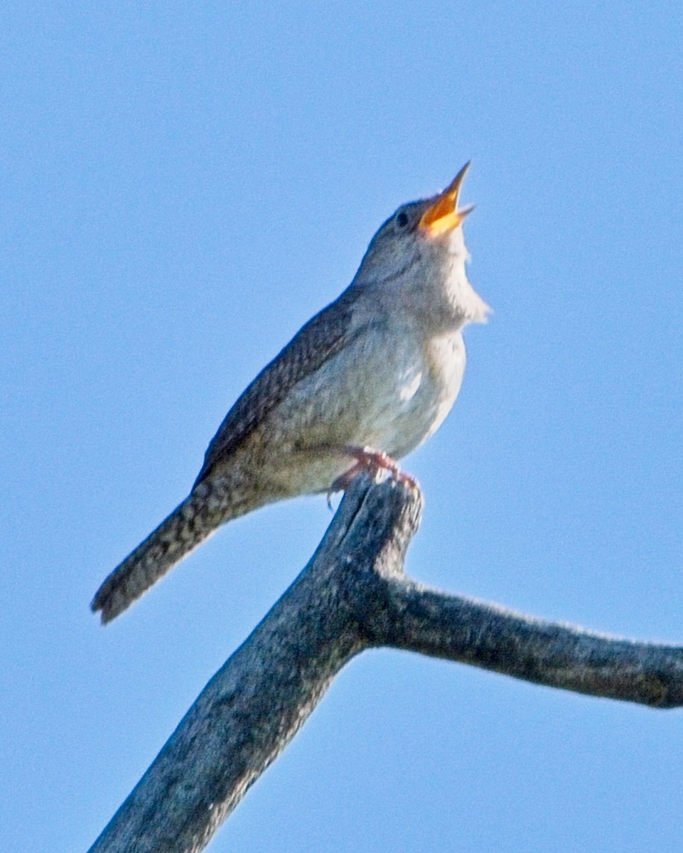 House Wren - ML620324159