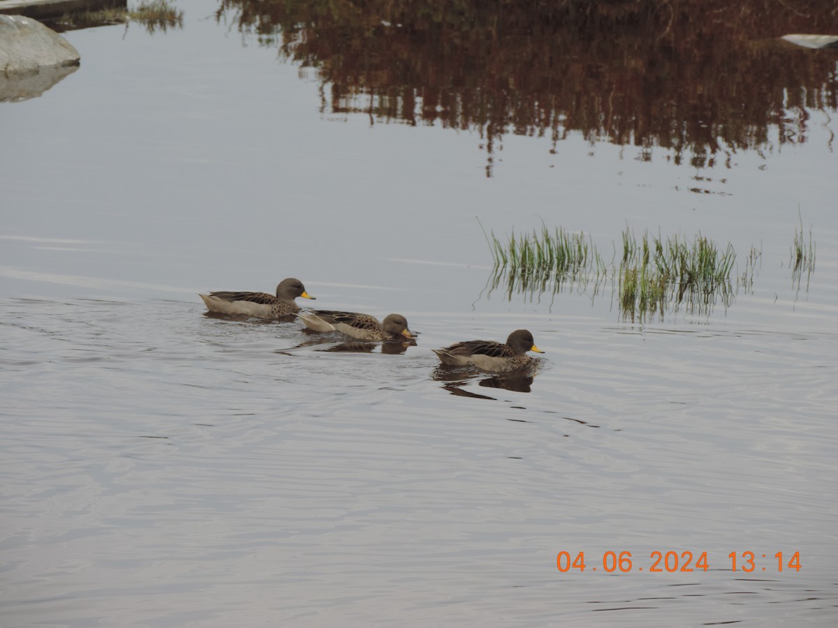 Yellow-billed Teal - ML620324177