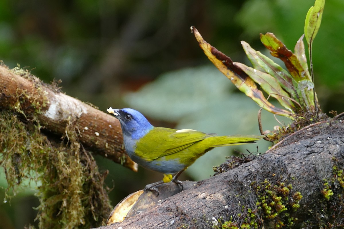 Blue-capped Tanager - ML620324180
