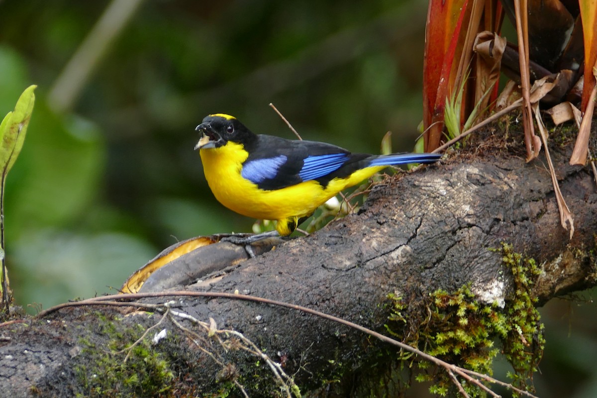 Flame-faced Tanager - ML620324184
