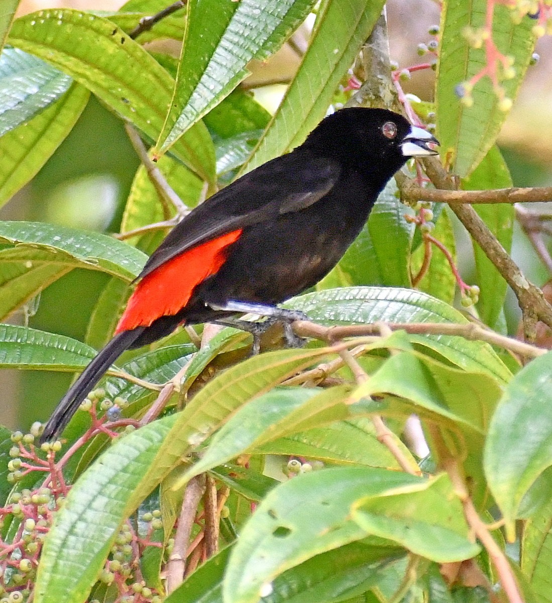 Scarlet-rumped Tanager - ML620324185