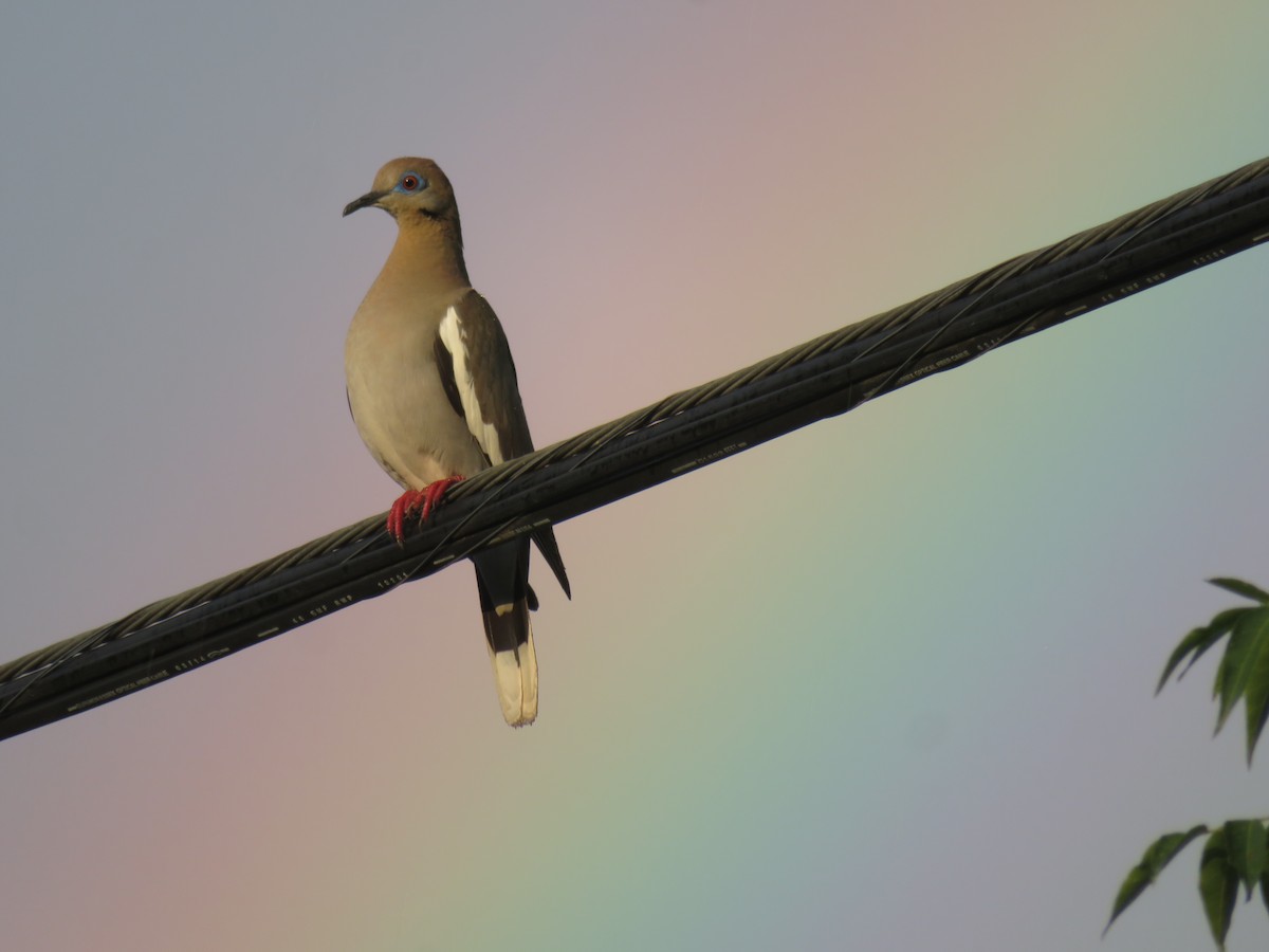 White-winged Dove - ML620324186