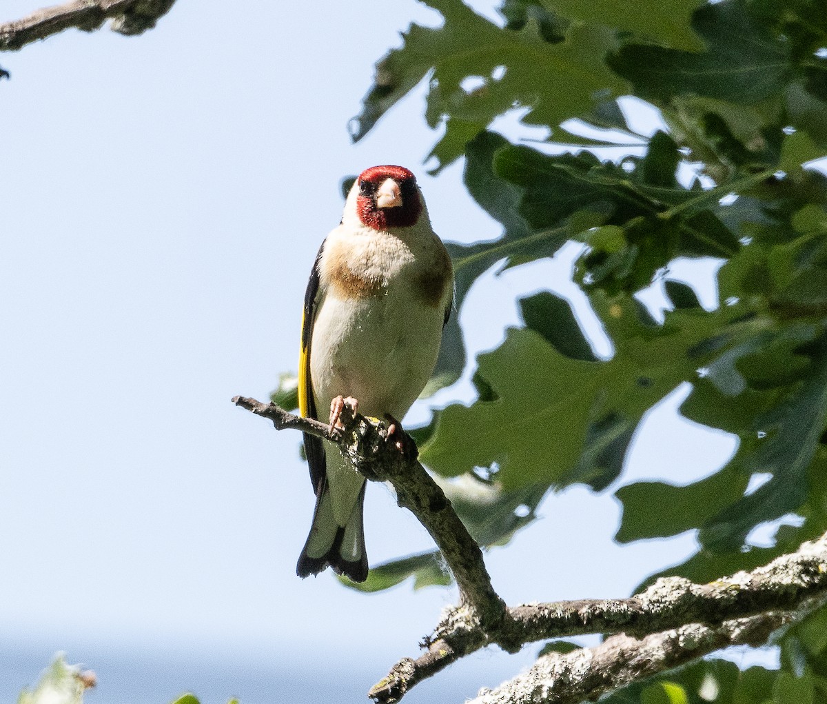 Chardonneret élégant - ML620324190