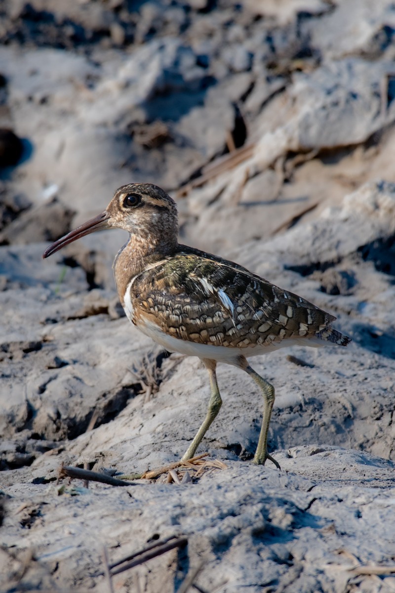 Common Snipe - ML620324194