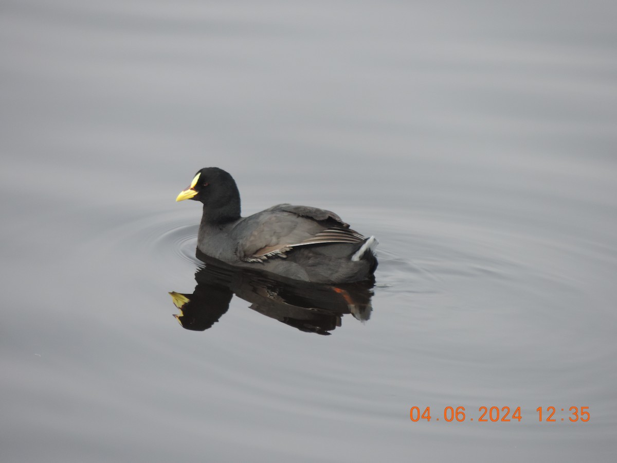 Red-gartered Coot - ML620324195