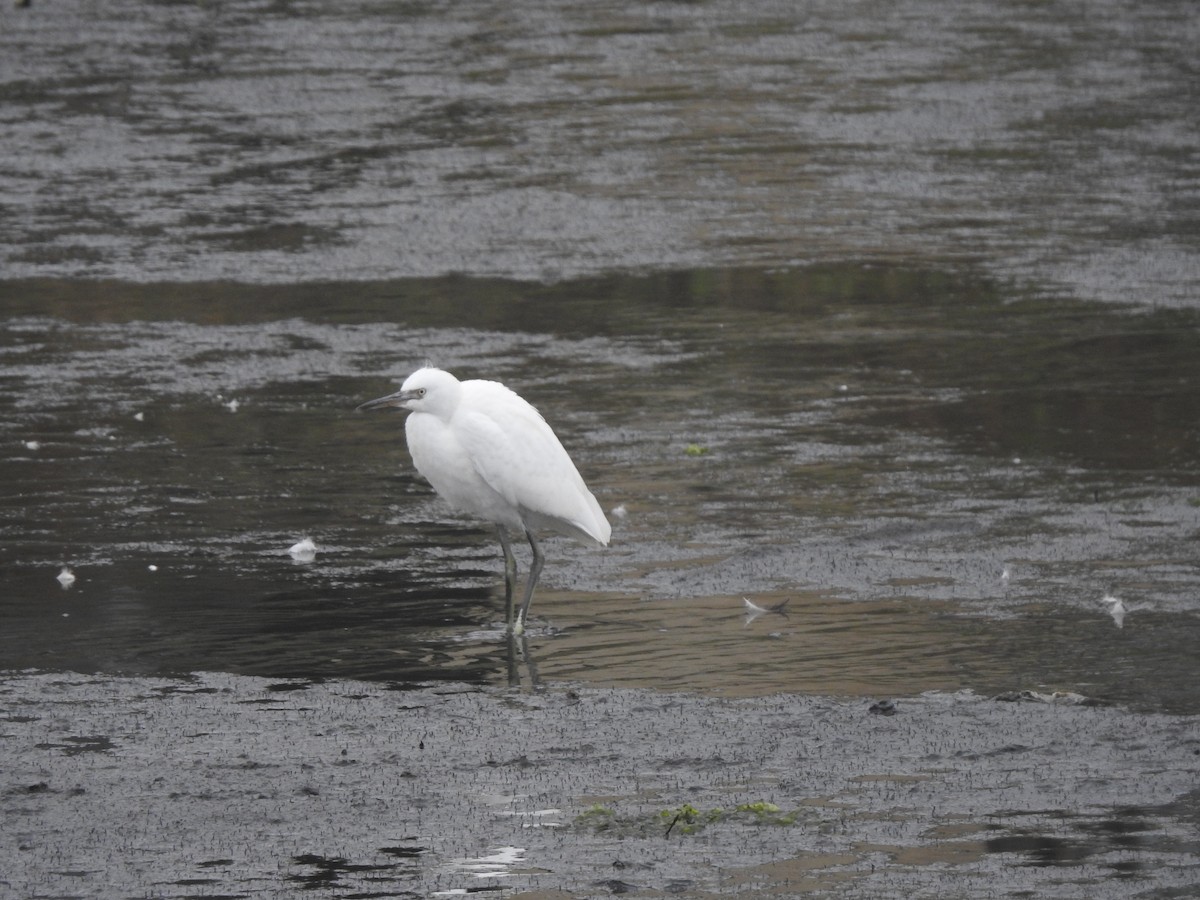 Snowy Egret - ML620324196