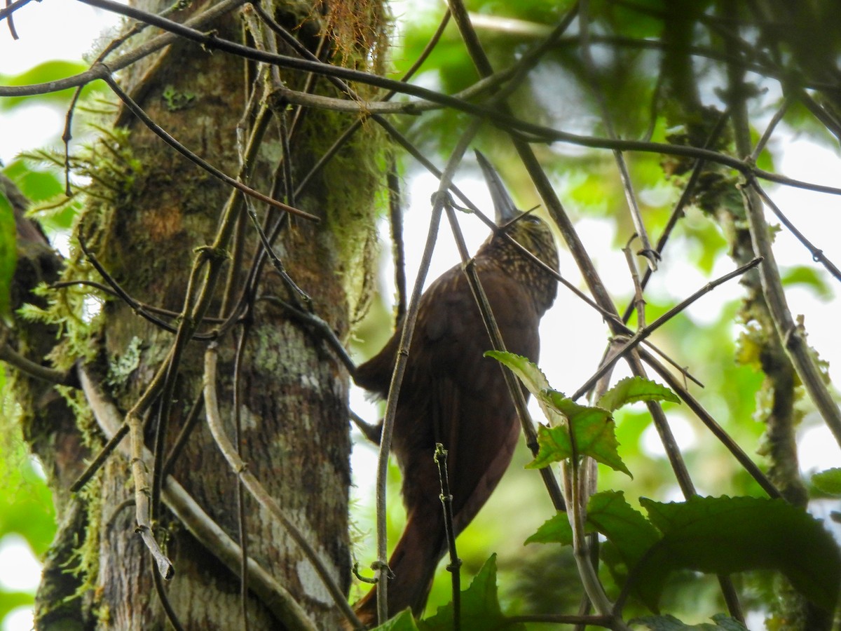 Strong-billed Woodcreeper - ML620324201