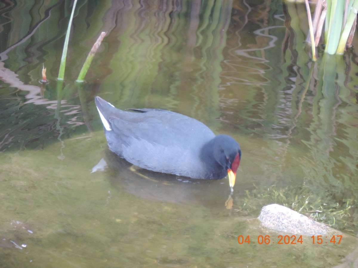 Red-fronted Coot - ML620324215