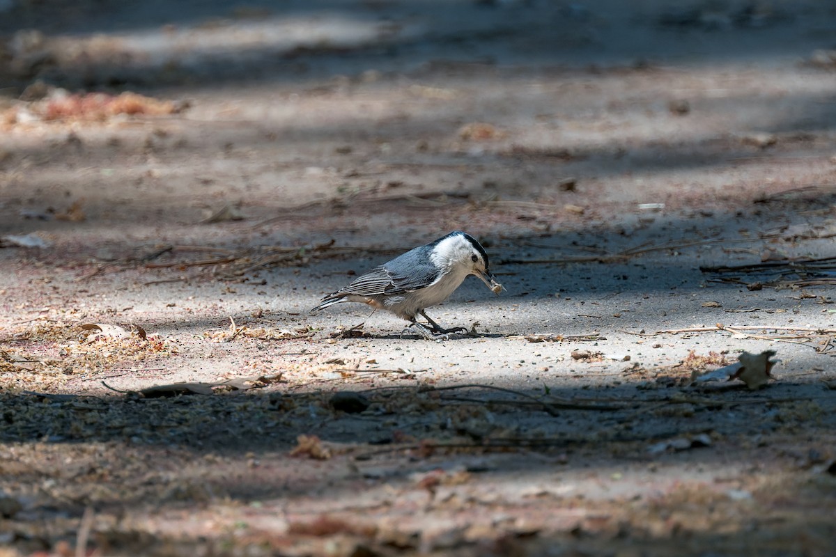 White-breasted Nuthatch - ML620324216