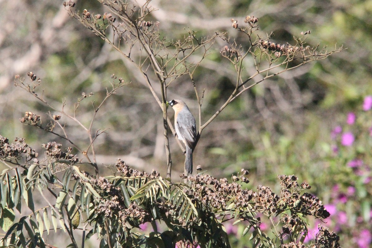 Cinnamon Tanager - ML620324217