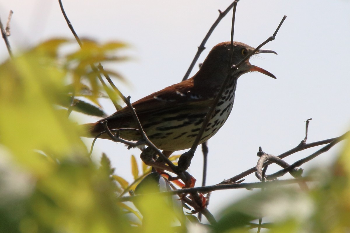 Brown Thrasher - Dave Brown