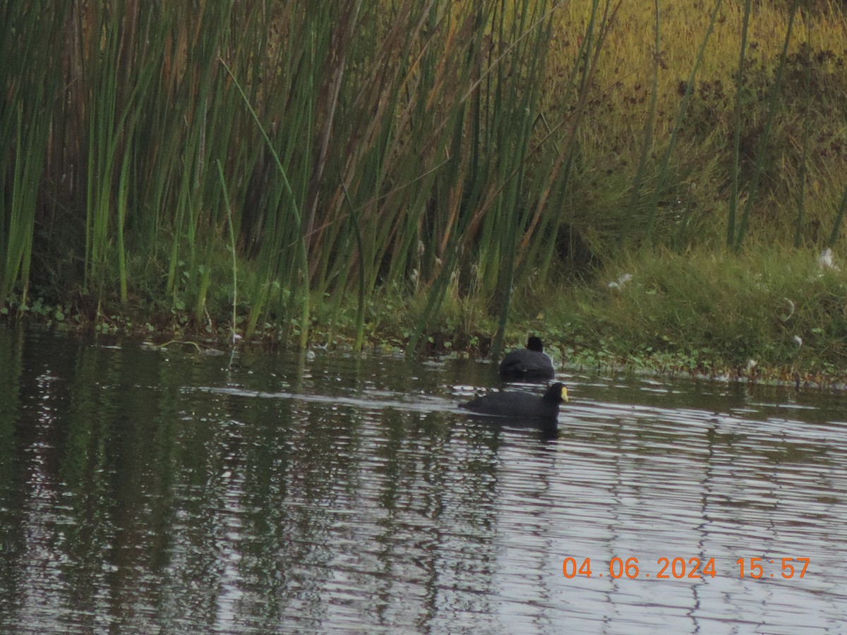 White-winged Coot - ML620324237