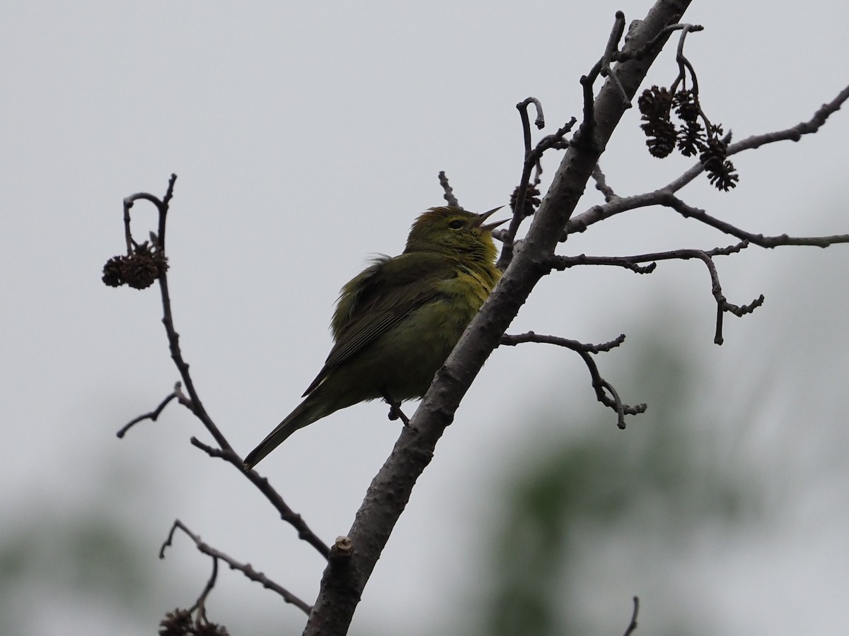 Orange-crowned Warbler - ML620324245