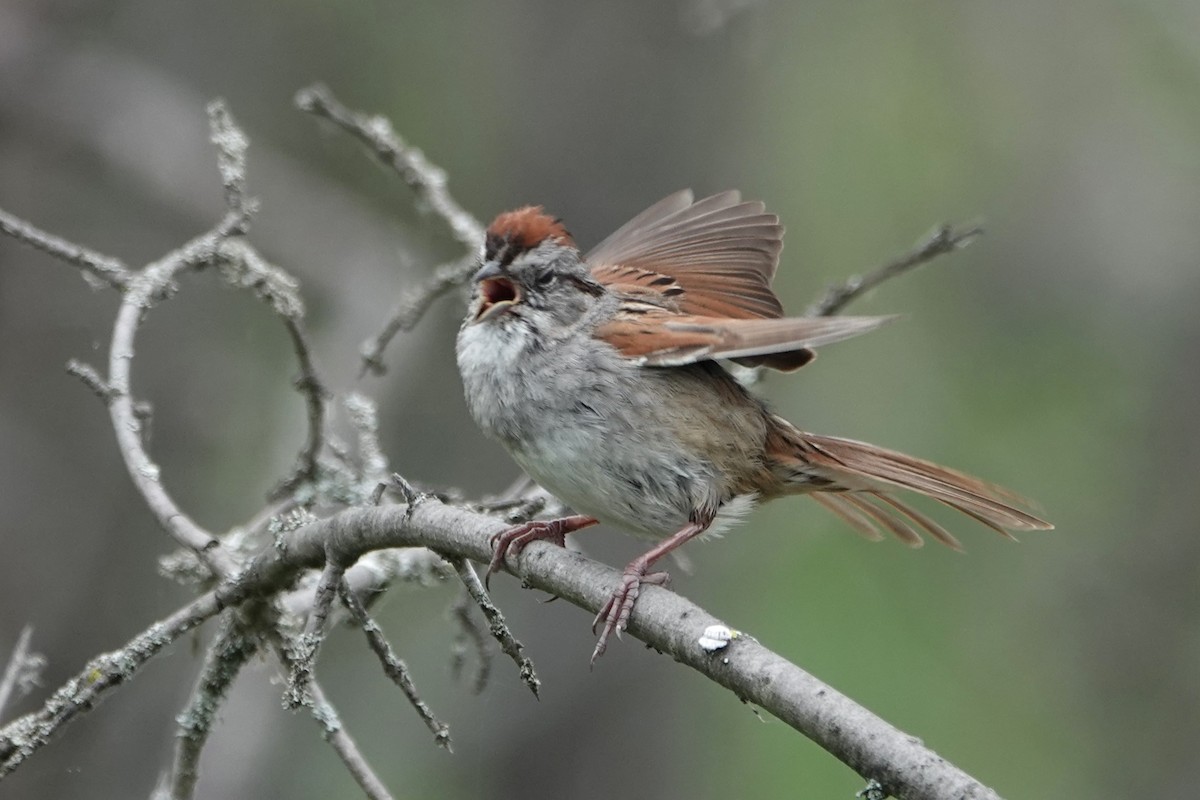 Swamp Sparrow - ML620324258