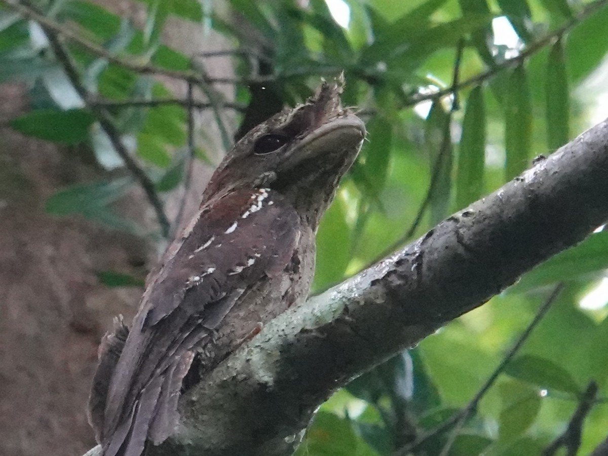 Marbled Frogmouth - ML620324260