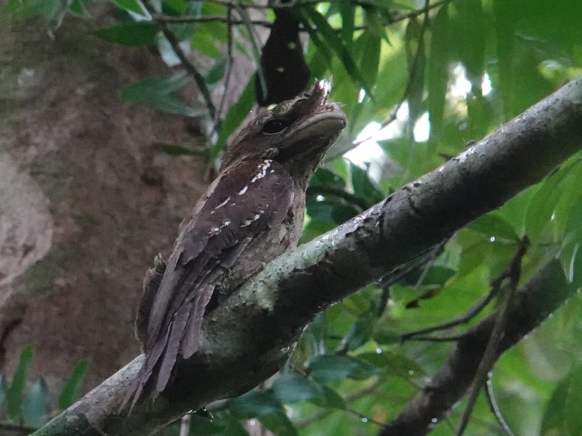 Marbled Frogmouth - ML620324264