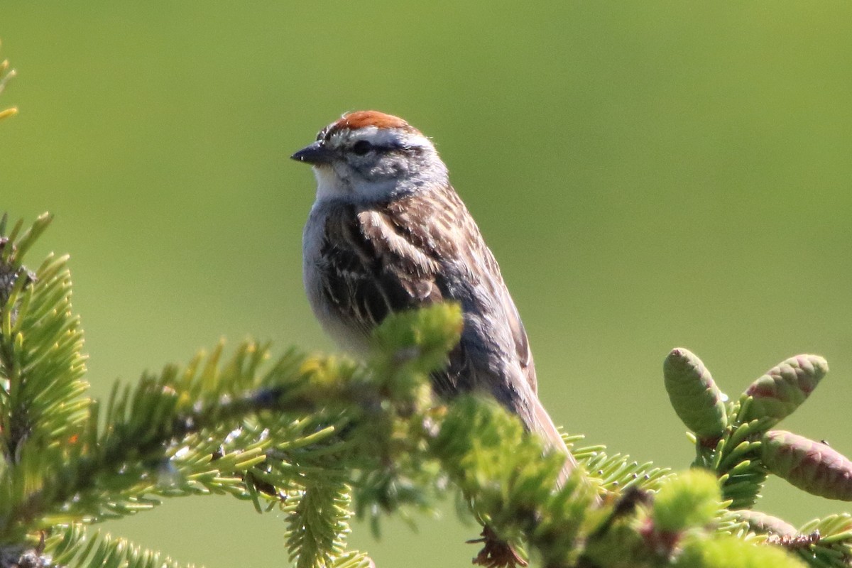 Chipping Sparrow - ML620324265