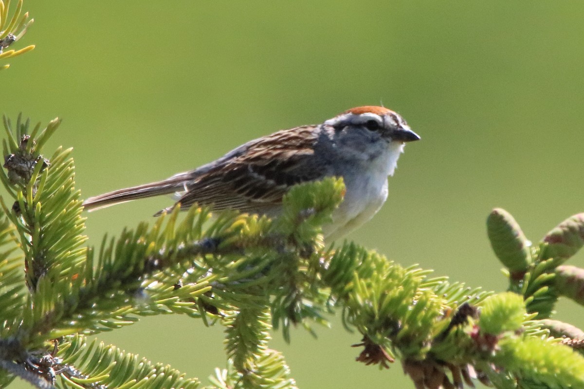 Chipping Sparrow - Dave Brown