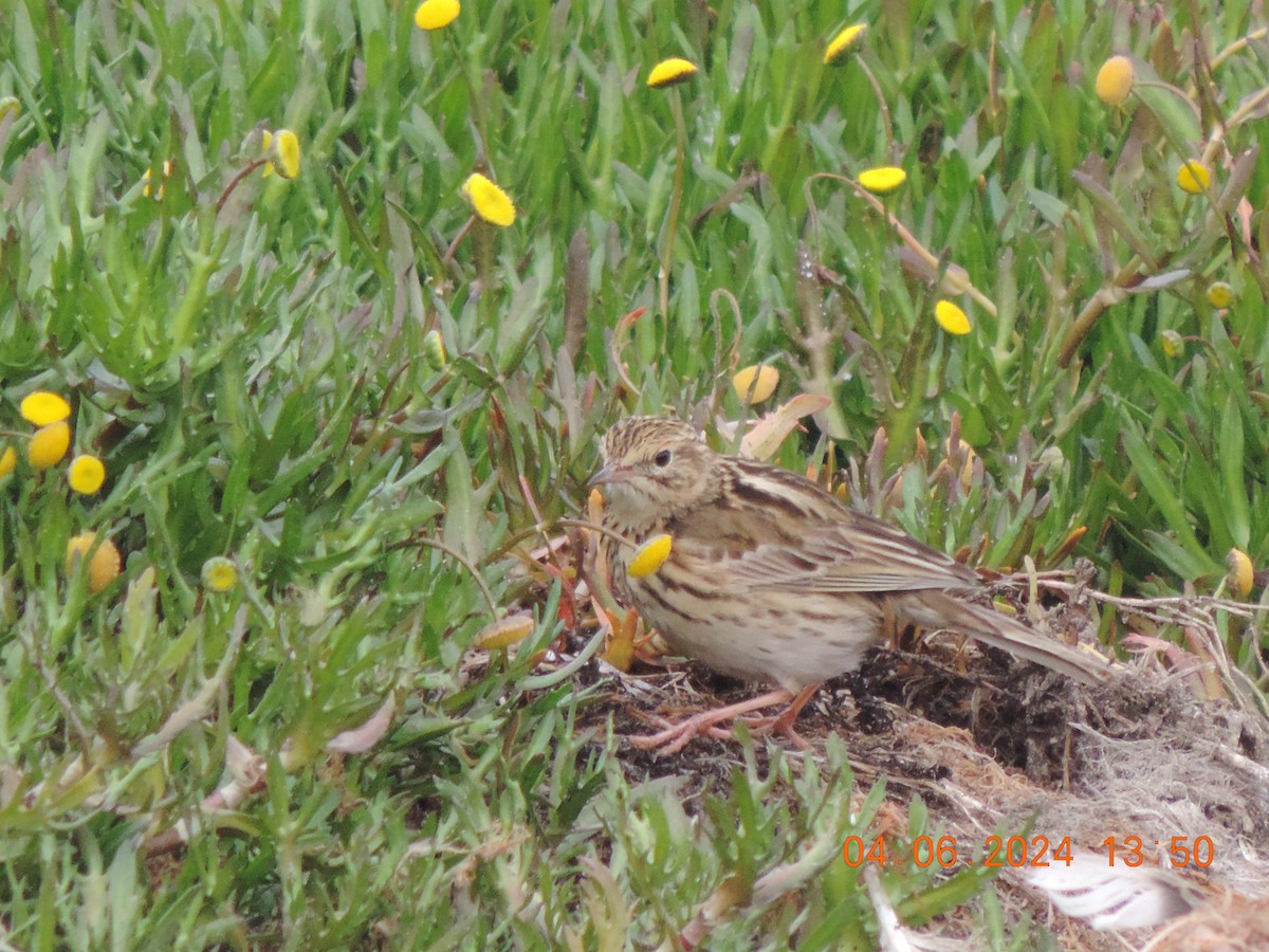 Correndera Pipit - Ignacio Ramírez