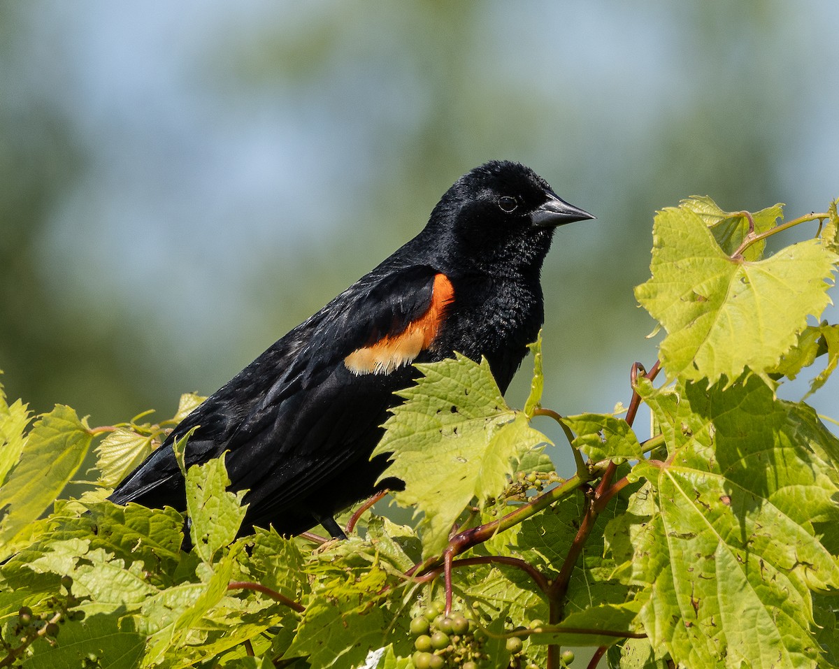 Red-winged Blackbird - ML620324272