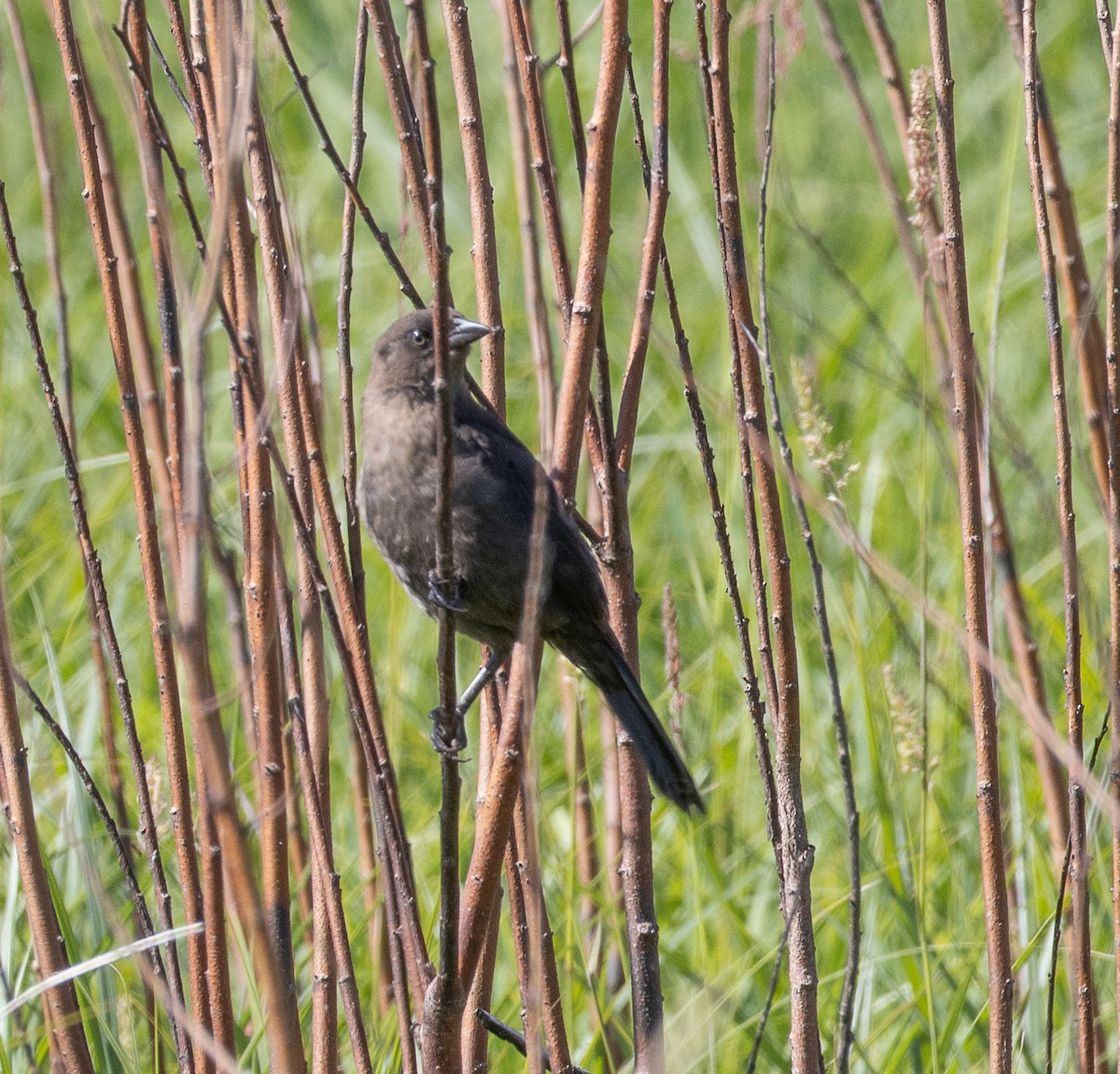 Brewer's Blackbird - ML620324283