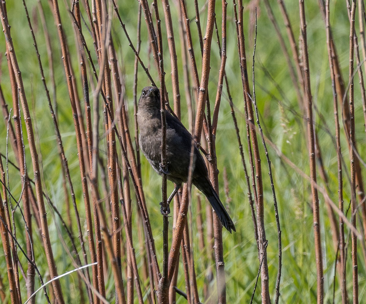 Brewer's Blackbird - ML620324284