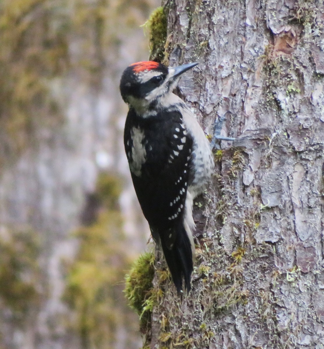 Hairy Woodpecker (Pacific) - ML620324294