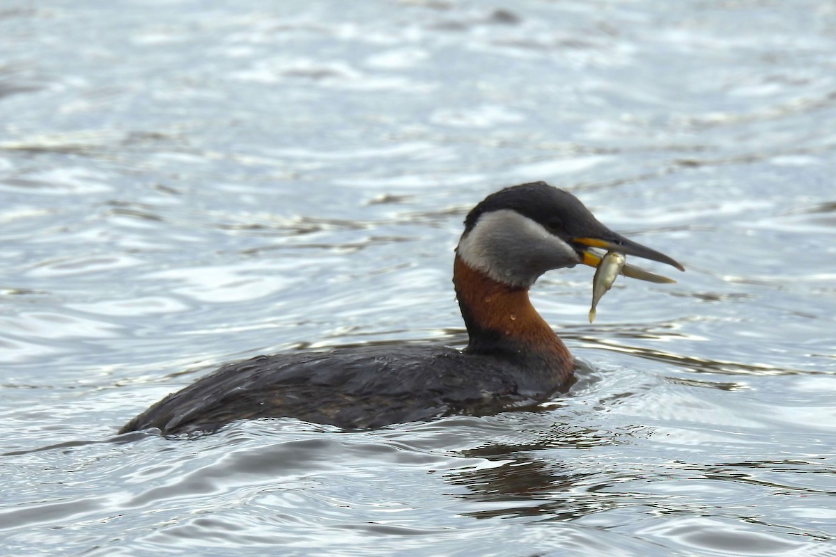 Red-necked Grebe - ML620324311