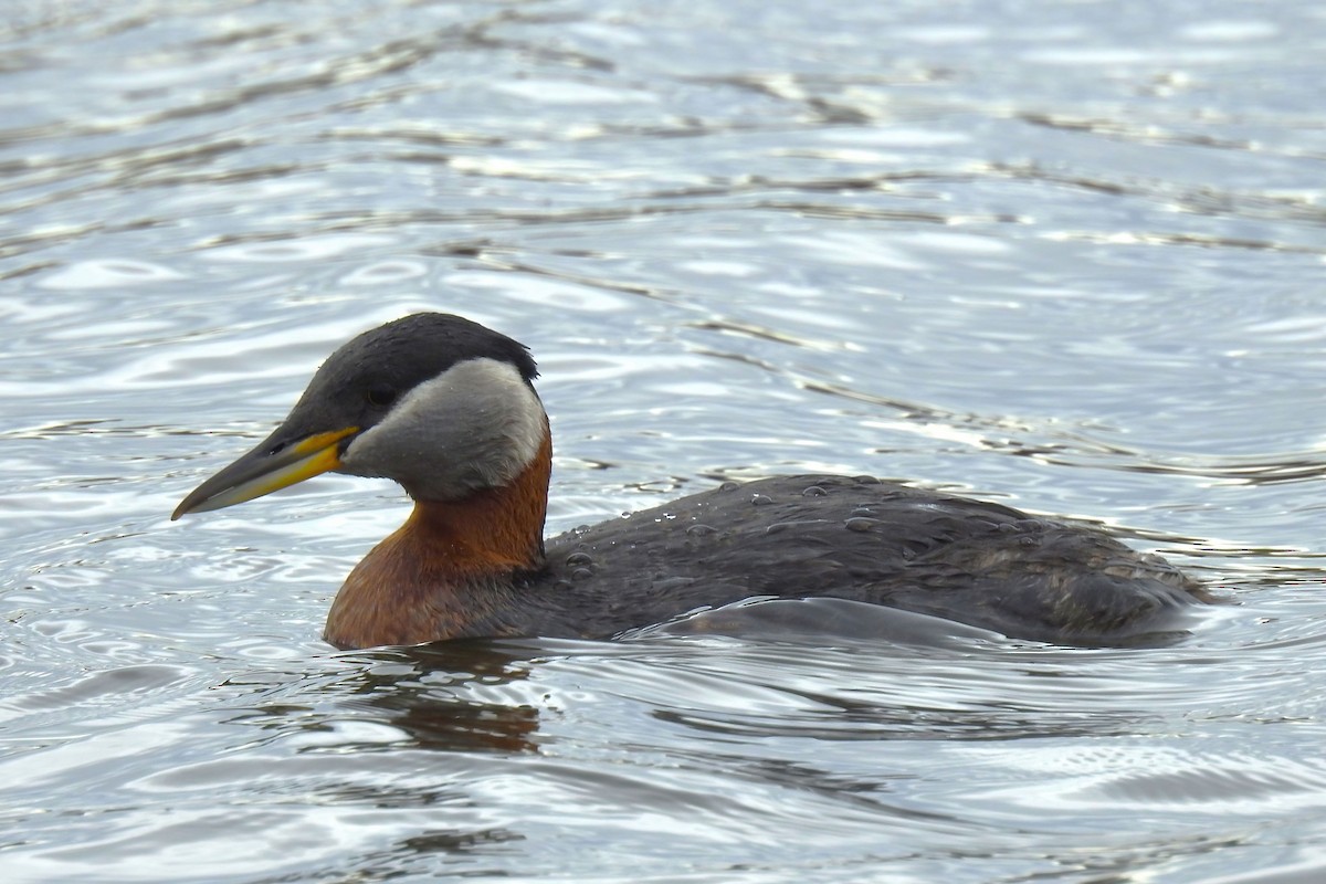 Red-necked Grebe - ML620324312