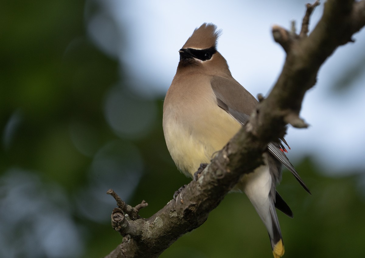 Cedar Waxwing - ML620324313