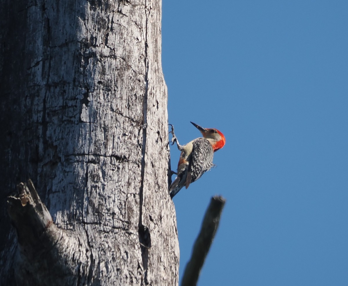 Red-bellied Woodpecker - ML620324332
