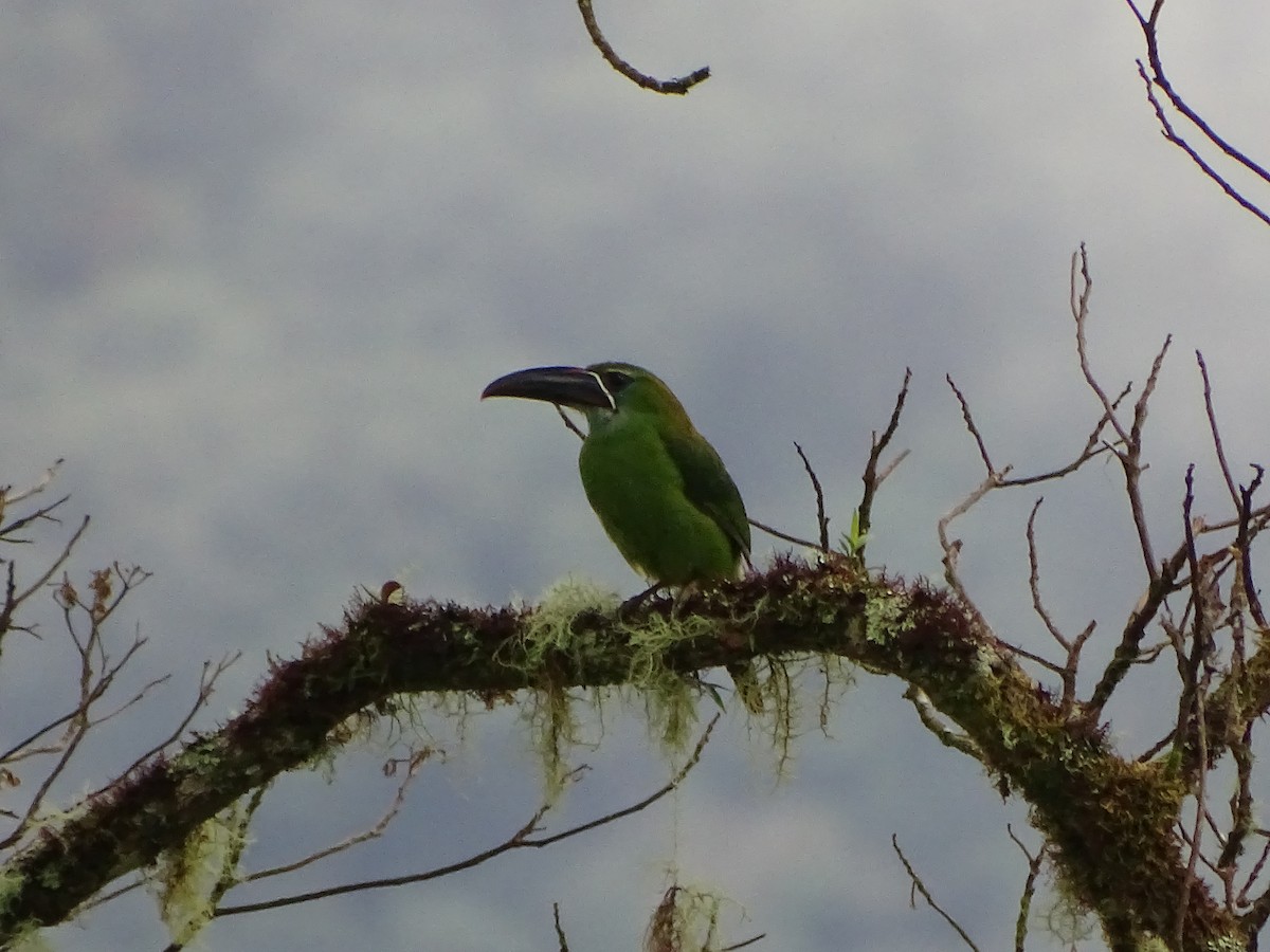 Toucanet de Derby - ML620324338