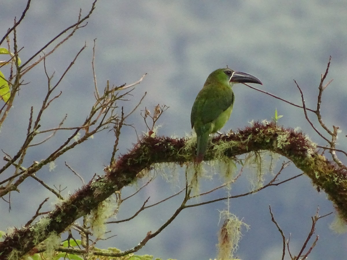 Chestnut-tipped Toucanet - ML620324341