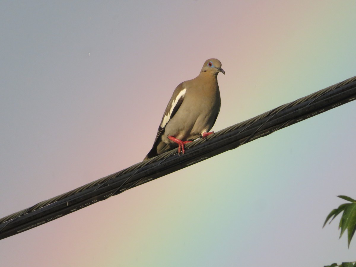 White-winged Dove - ML620324359