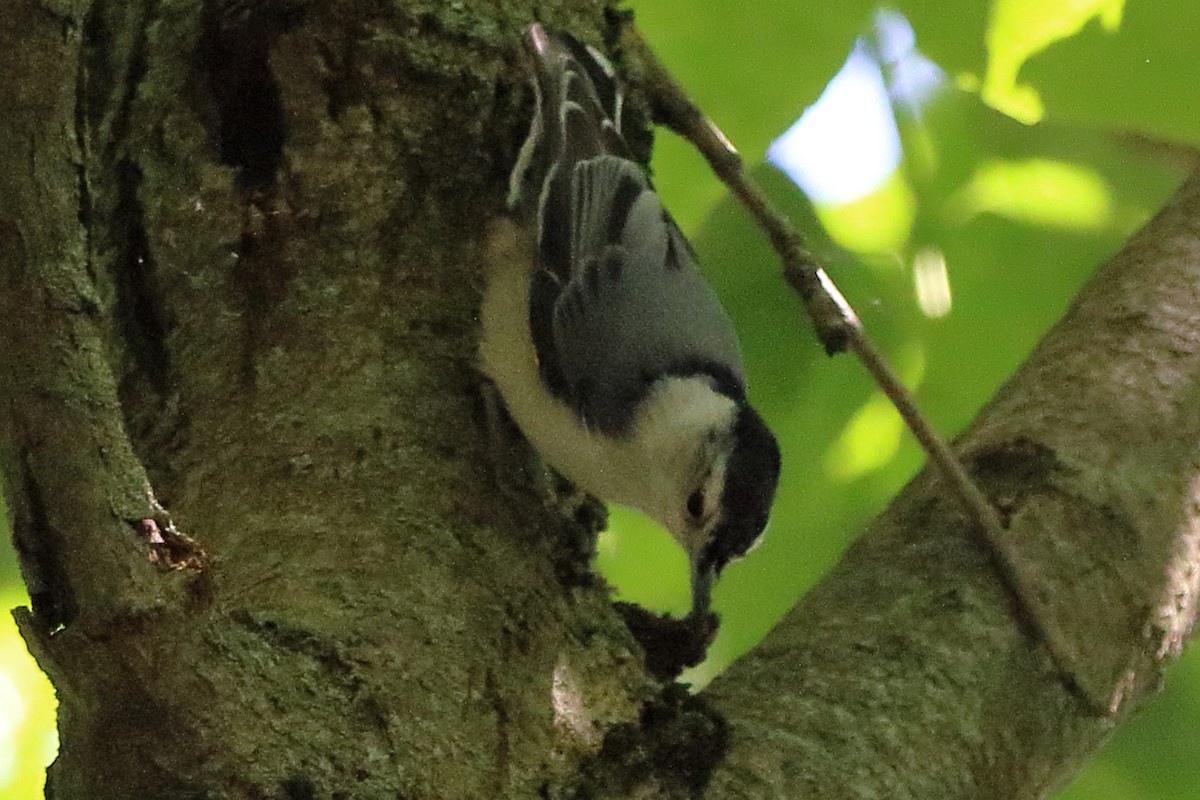 White-breasted Nuthatch - ML620324360